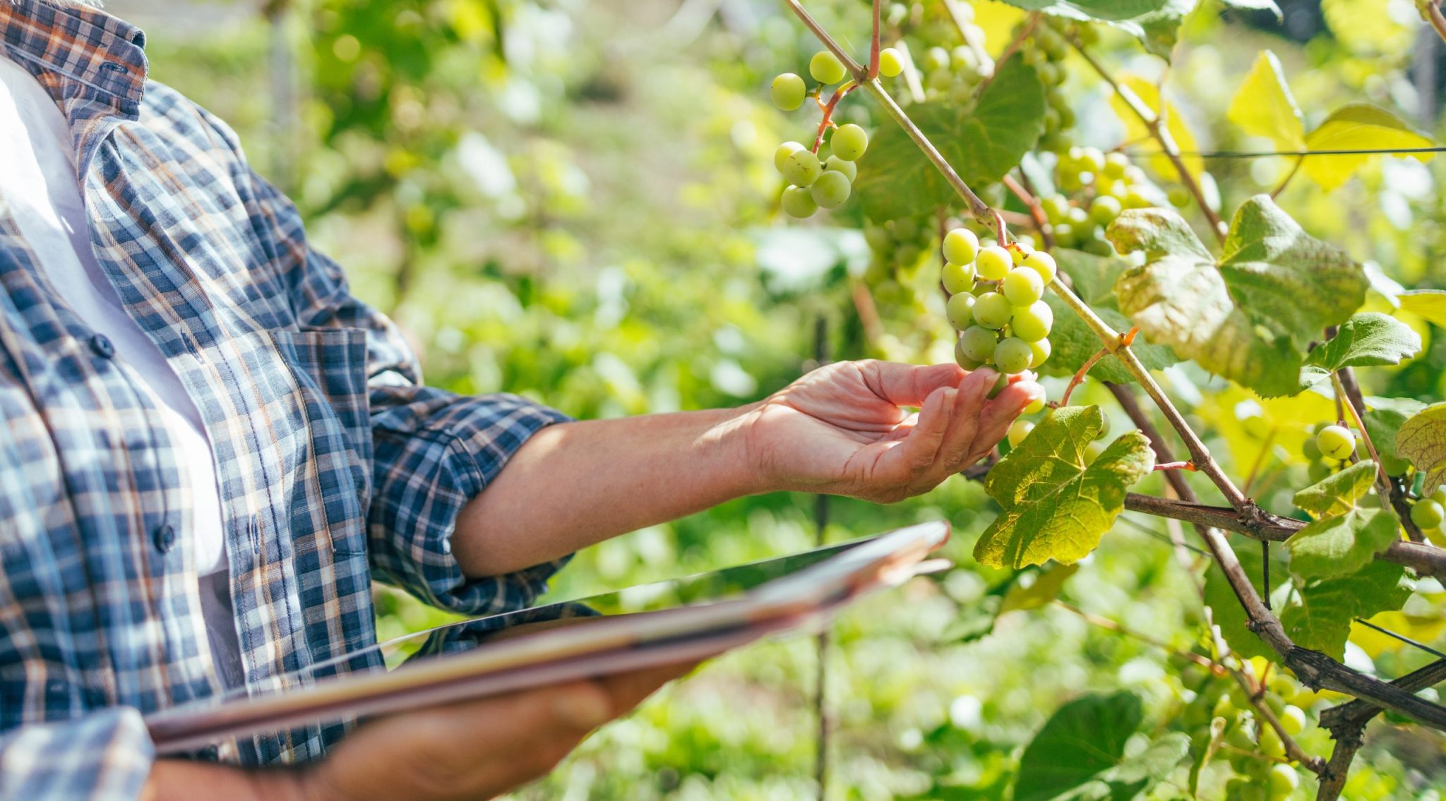 homme qui examine la qualité de ses vignes