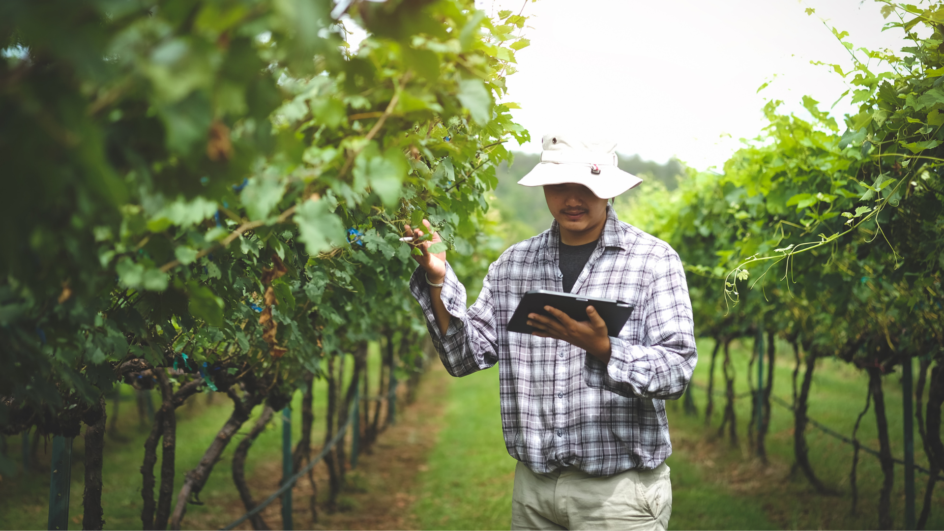 homme travaillant dans les vignes avec une tablette